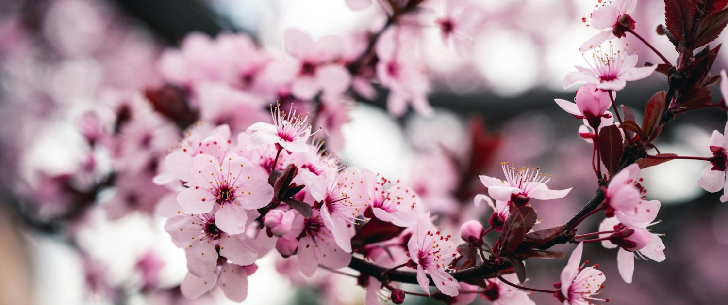 celebrazione di primavera