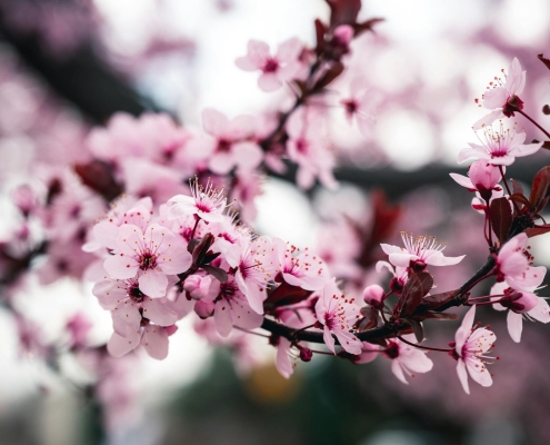 celebrazione di primavera